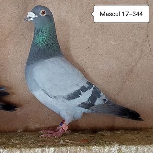 Mascul 17-344