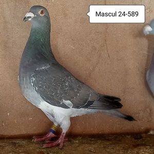 Mascul 24-589