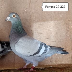 Femela 22-327....-15 lei