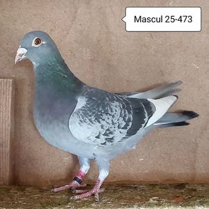 Mascul 25-473....-10 lei