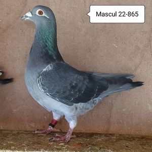 Mascul 22-865....-15 lei