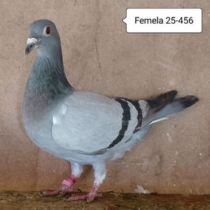 Femela 25-456....-10 lei