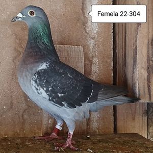 Femela 22-304...-15 lei