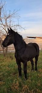 ; Shelly - mânză frumoasă!
