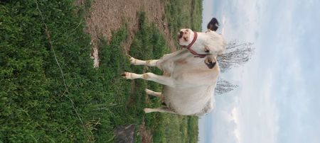 ; Mandruța, feblețea casei!
