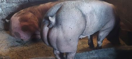 Pietrainele 2 Muschi