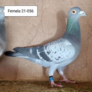 Femela 21-056