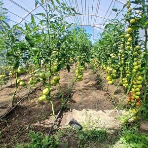 Roșii cherry și Ghittia