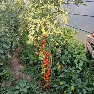 Roșii cherry cu fructe mari