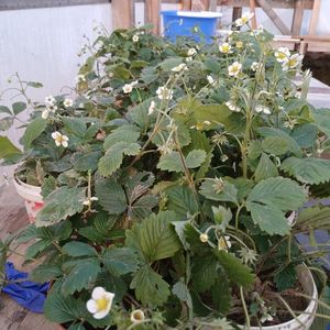 Fragi roșii de grădină cu rodire continuă