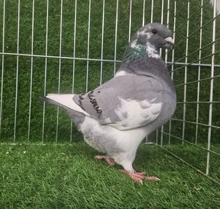 Femela.2025 4 pene de schimbat