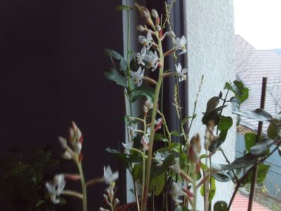 Ludisia,o splendoare greu de surprins...