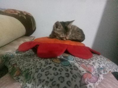 Messenger_creation_6F14DB4E-8111-4F67-9ECE-227F31B4347A