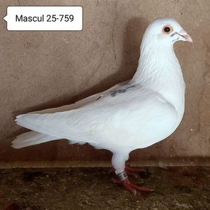 Mascul 25-759....-20 lei