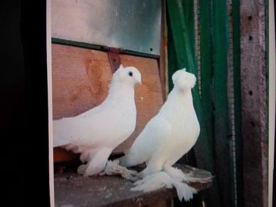 JUCATORI DUBLU MOT DE BOTOSANI