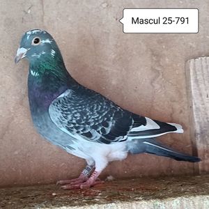 Mascul 25-791....-10 lei