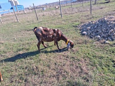 Bella; Capra anglonubiana din 2023.
