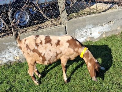 Capra anglonibian .; Capra nascita in 2024 in septembrie..merge la tap la 14 luni.
