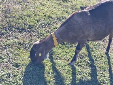 Capra Samira,anglonibian; Capra anglonibian provenienta Slovenia ,n in 2022.
