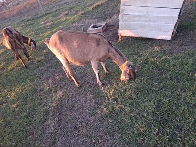 Capra anglonubiana Cehia; Fata cate 3 iezi.
