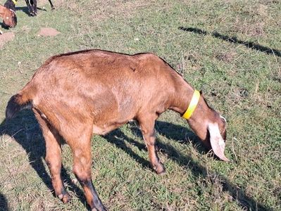 ; Iada n in 2024.Merge la tap la 15 luni.Data cu Cezar.Fata lui Rembo .
