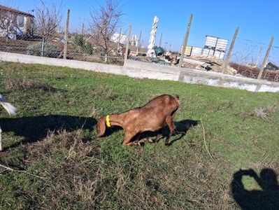 Caora anglonubiana Roscata; Capra buna de lapte.Vine din Cehia.
