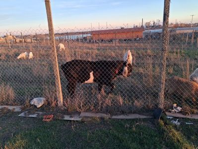 Rembo; Tap cu pedigree Cehia.Vine din mama de 1200 l lapte anual.
