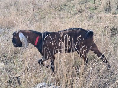 Cezar; Tap anglonubian cu pedigree nascut in febr 2025
