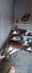 Screenshot_20260103_164001_Gallery