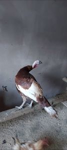 Screenshot_20260103_171220_Gallery