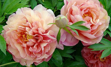 itoh Scrumdidleumptious