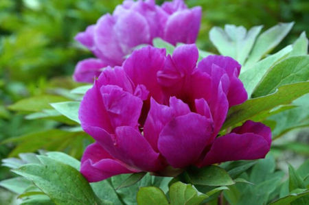 Paeonia-itoh-Purple-Sensation-