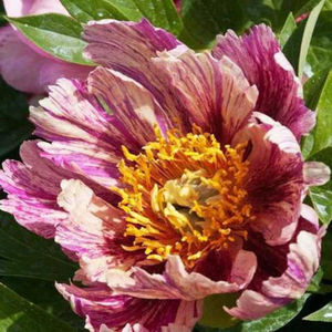 andersons_kaleidoscope-