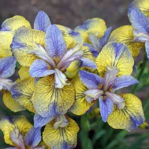 Iris Sibirica Tipped in Blue-