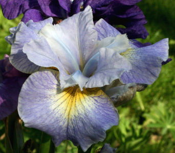 Iris Sibirica Reel Cute