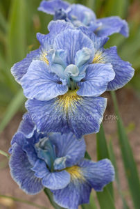 Iris Sibirica Magnetism
