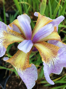 Iris_Memphis_Memory_