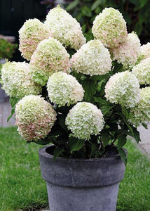 Hortensia paniculata Little Alf ®