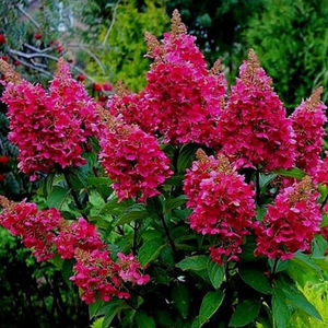 Hydrangea paniculata 'Wim's Red' PBR
