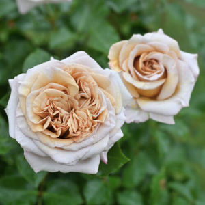 Rallye-des-Gazelles-