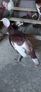 Screenshot_20260104_071130_Gallery