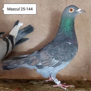Mascul 25-144....-10 lei
