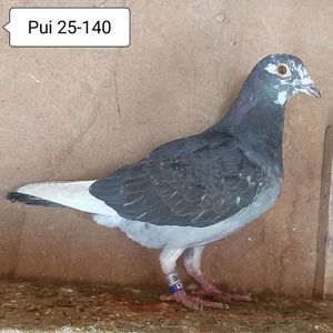 Pui 25-140