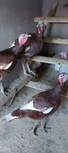 Screenshot_20260104_134922_Gallery