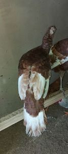 Screenshot_20260105_163617_Gallery