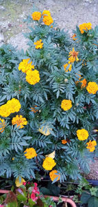 WhatsApp Image 2024-12-27 at 11.51.13