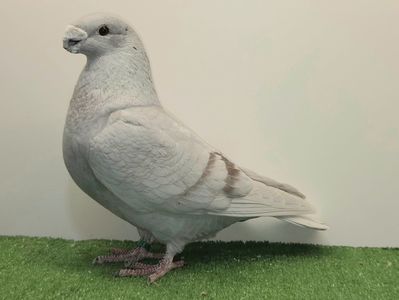 MASCUL 2025 - 87 - REZERVAT MANUEL ALVERNAZ