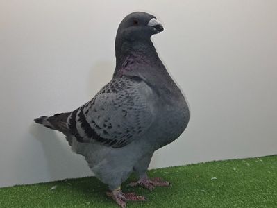 FEMELĂ RO 23 - 1914 - REZERVATĂ GHEORGHE STRECHE