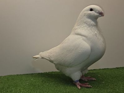 FEMELĂ RO 24 - 5061 - REZERVATĂ JURCĂ ALIN