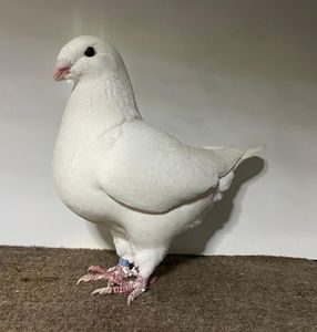 d59bfbe3-b931-49db-8828-56ca8efa3f92